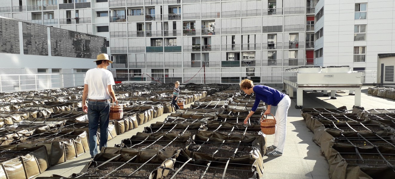 La safranière ©BienElevées 