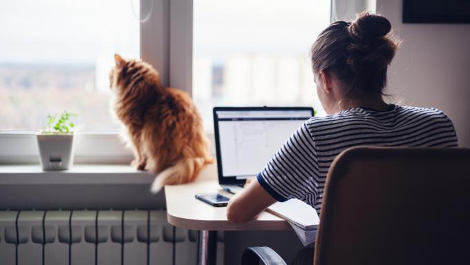 télétravail_maison_chat