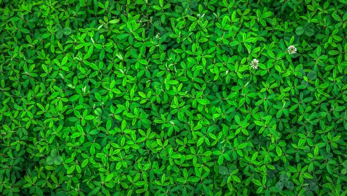 nature-vert