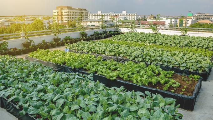 rooftop-potager