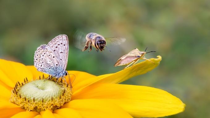 Climate & Biodiversity Initiative